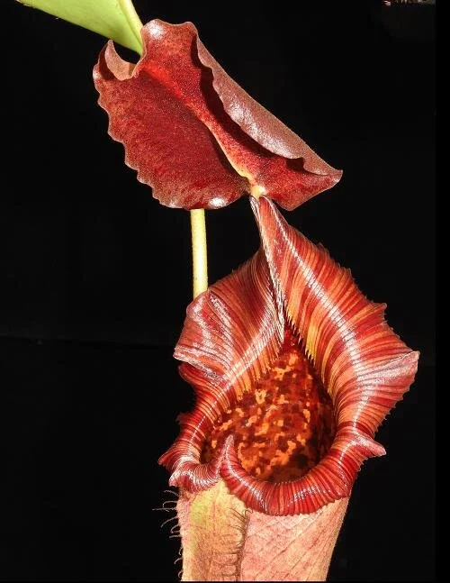 BE-3841d representative pitcher.JPG