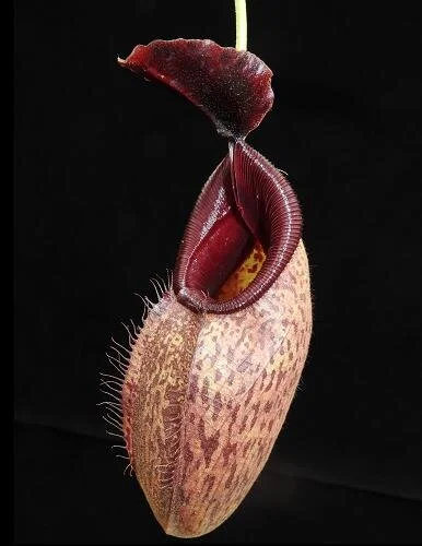 BE-3695a representative intermediate pitcher.JPG