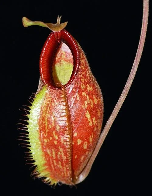 BE-3898a typical lower pitcher.JPG