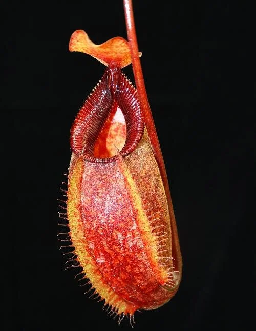 BE-3898b typical lower pitcher.JPG