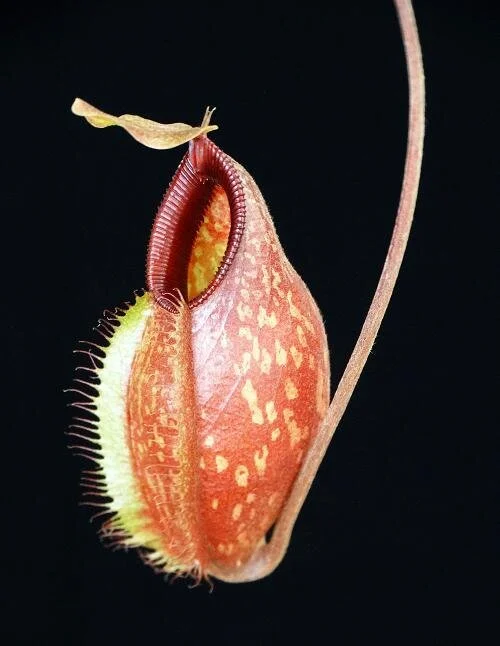 BE-3898c typical lower pitcher.JPG