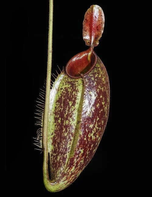 BE-3658a representative lower pitcher.JPG