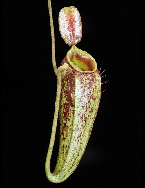 BE-3658b representative upper pitcher.JPG