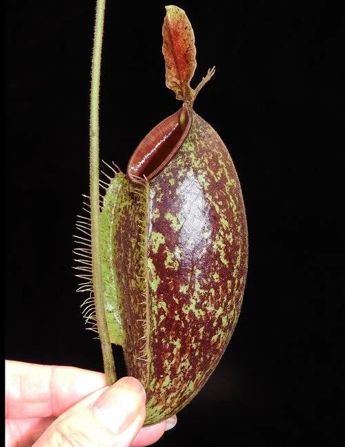 BE-3658c representative lower pitcher.JPG