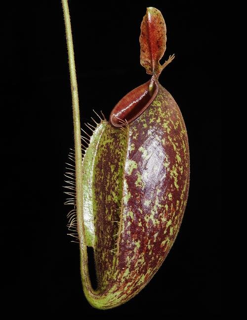 BE-3658d representative lower pitcher.JPG