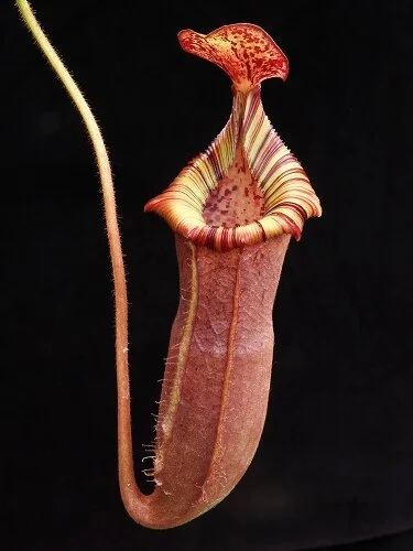 BE-3980a juvenile representative lower pitcher.JPG