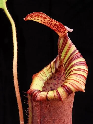 BE-3980c juvenile representative lower pitcher.JPG