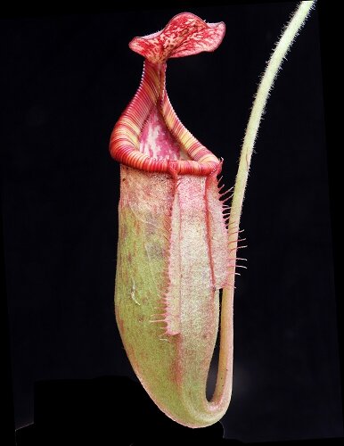 BE-3980e juvenile representative lower pitcher.JPG