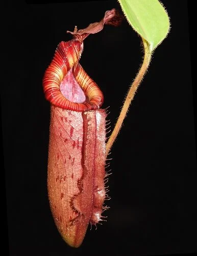 BE-3980f juvenile representative lower pitcher.JPG