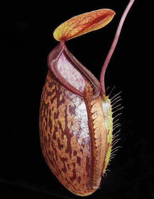 BE-3985a representative juvenile lower pitcher.JPG