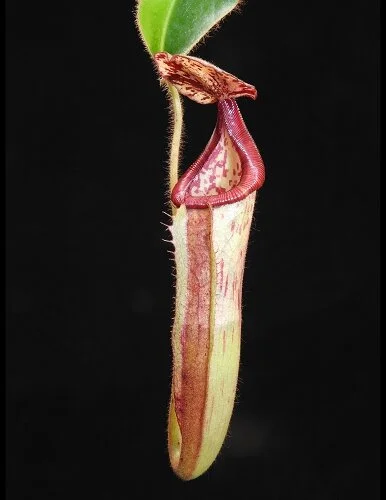 BE-3990b representative pitcher..JPG