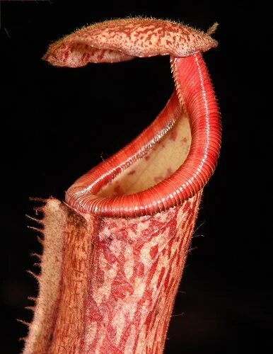 BE-3990c representative pitcher..JPG