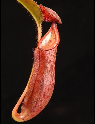 BE-3990d representative pitcher..JPG