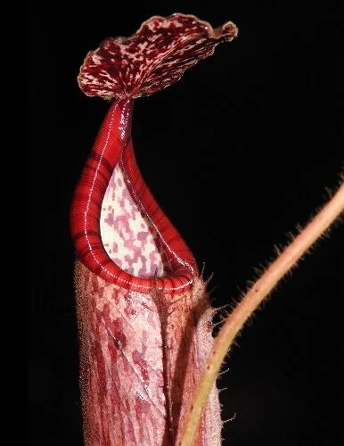 BE-3990e representative pitcher..JPG