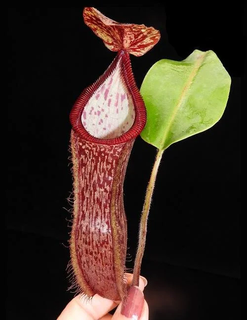 BE-3953b representative intermediate pitcher.JPG