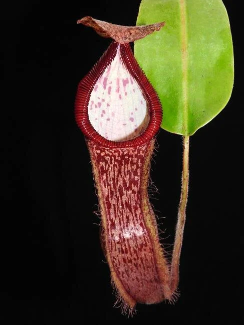 BE-3953c representative intermediate pitcher.JPG