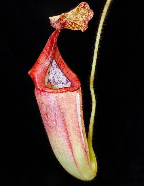 BE-3689a lower pitcher.JPG