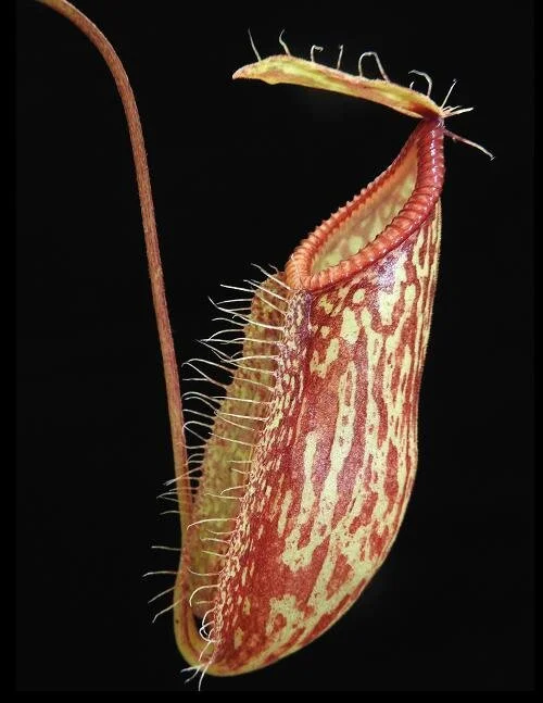 BE-4005a juvenile representative pitcher.JPG
