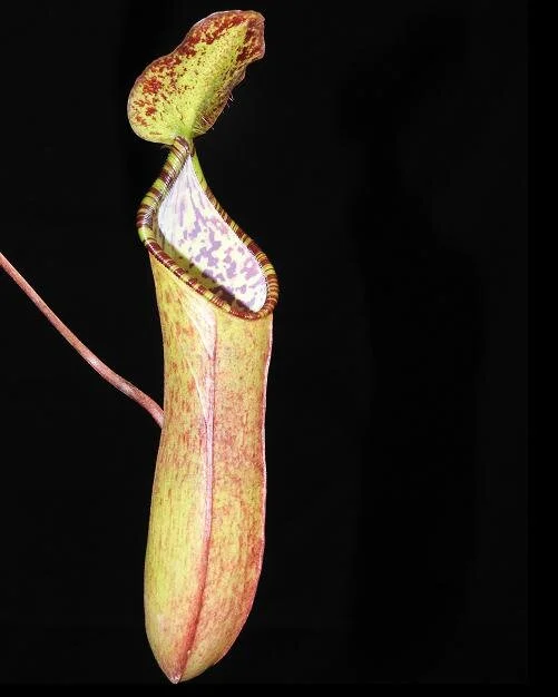 BE-3970c upper pitcher.JPG