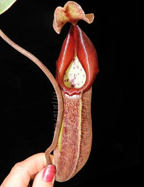 BE-3967a juvenile lower pitcher in hand.JPG