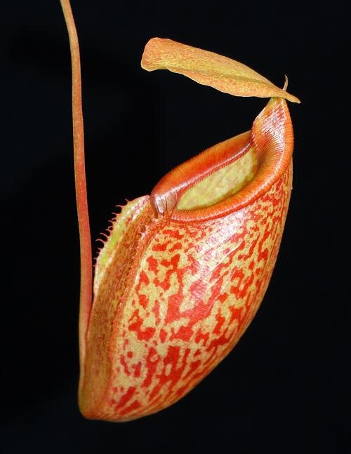 BE-3911a juvenile pitcher.JPG