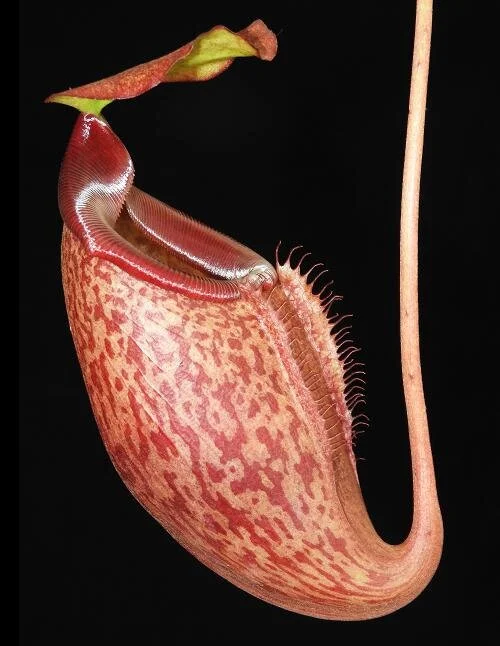 BE-3911c lower pitcher.JPG