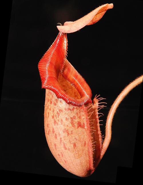 BE-3730a representative lower pitcher.JPG