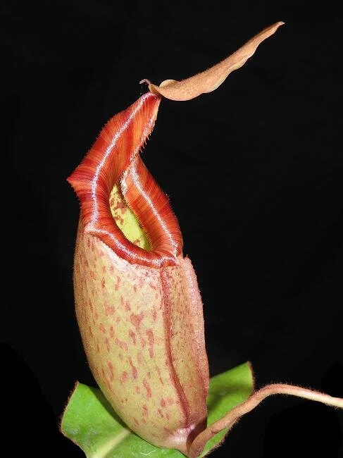 BE-3730b representative lower pitcher.JPG