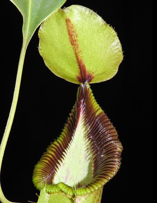 BE-3958a  juvenile representative pitcher peristome detail.JPG