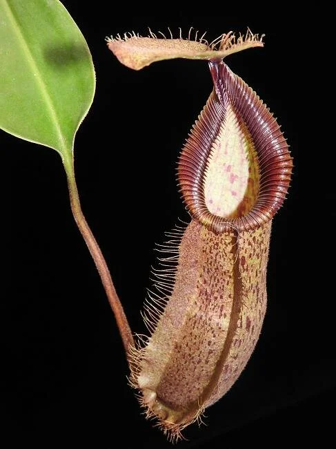 BE-3958e  juvenile representative pitcher.JPG