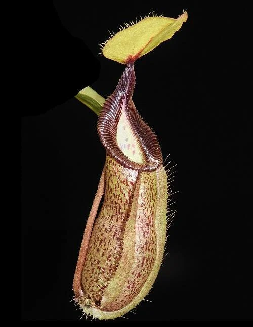 BE-3958f  juvenile representative pitcher.JPG
