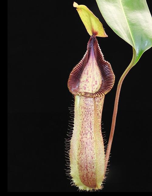 BE-3958g  juvenile representative pitcher.JPG