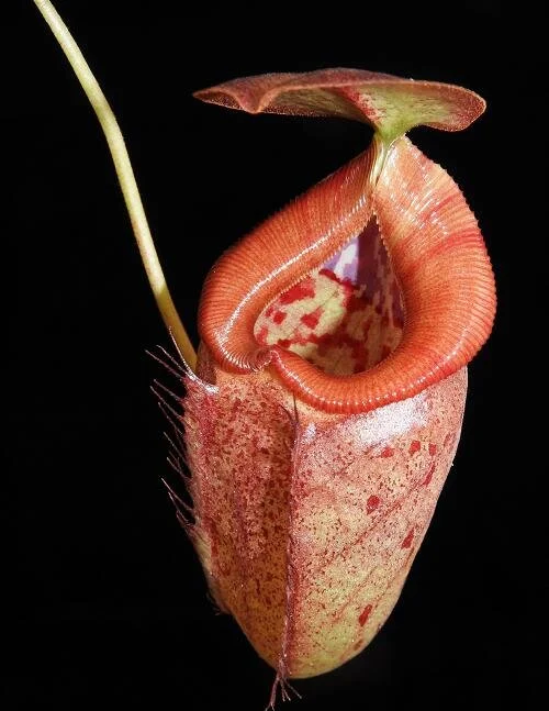 BE-3982b juvenile pitcher.JPG