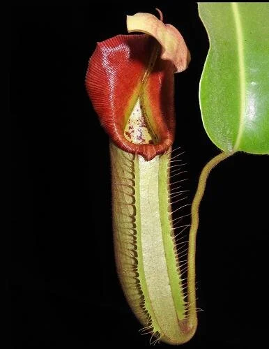 BE-3700b representative lower pitcher.JPG