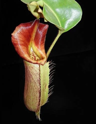 BE-3700c representative lower pitcher.JPG