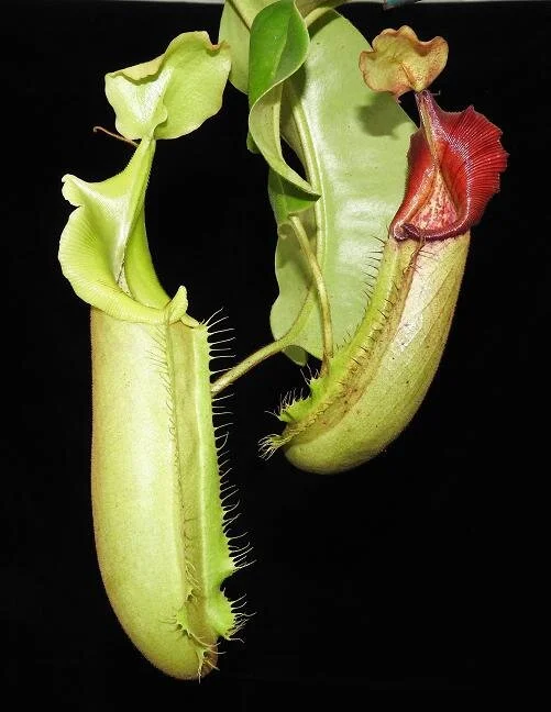 BE-3700d representative lower pitchers.JPG