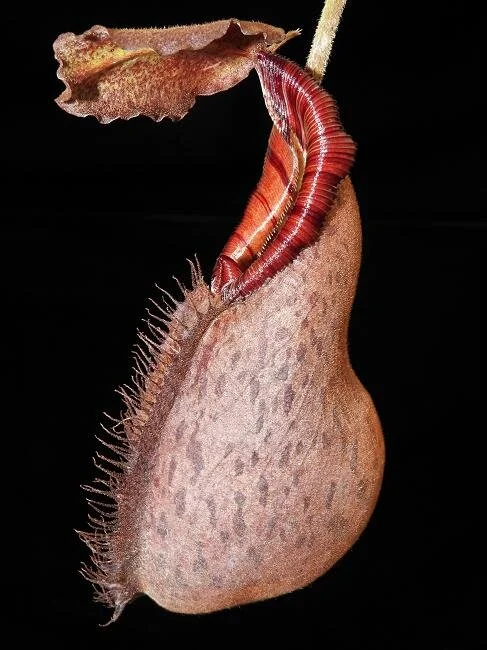 BE-3966a pitcher of one clone.JPG