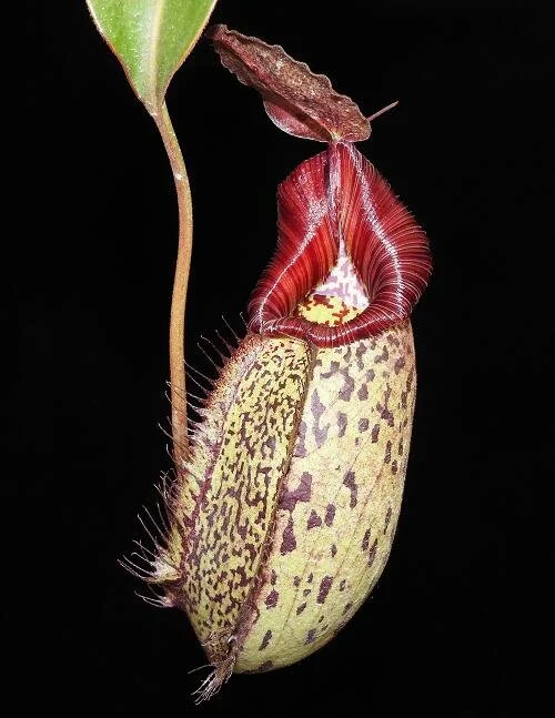 BE-3966b pitcher of another clone.JPG