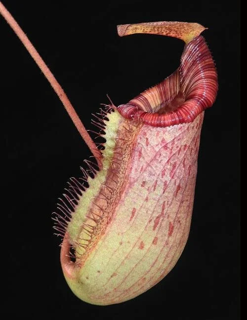 BE-3986a representative pitcher.JPG