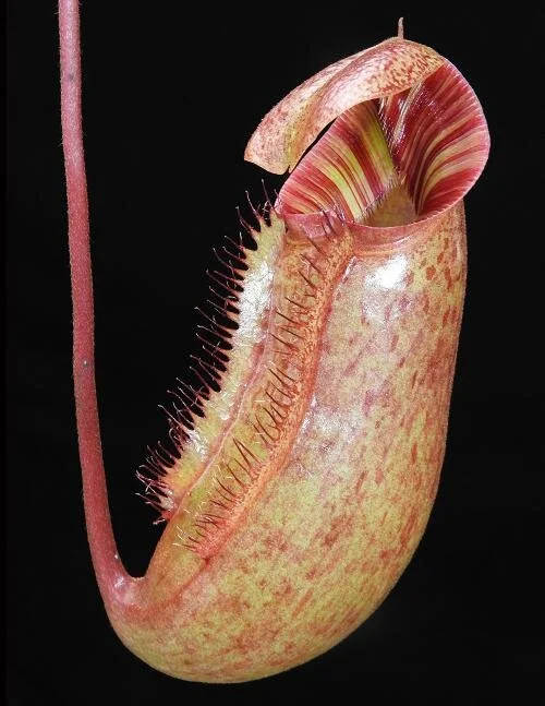 BE-3986c representative juvenile pitcher.JPG