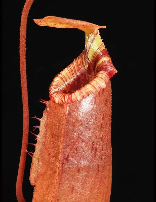 BE-3986d representative juvenile pitcher.JPG