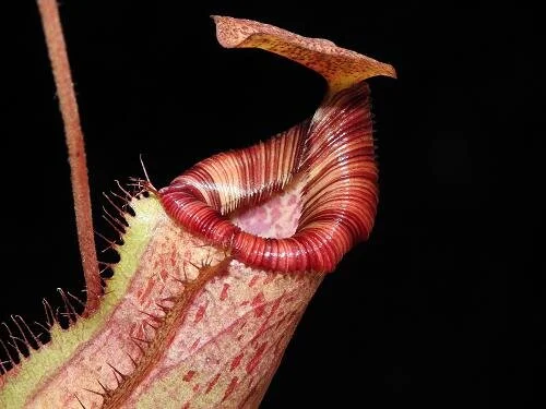 BE-3986e representative peristome detail.JPG