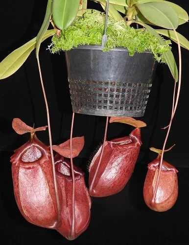 BE-3542f reresentative mature plant in 25cm (10in) pot.JPG