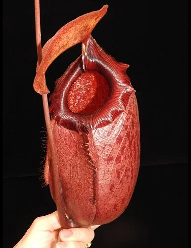 BE-3542g representative lower pitcher.JPG