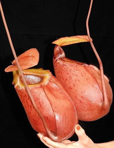 BE-3542h representative lower pitchers.JPG