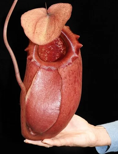 BE-3542i representative lower pitcher.JPG