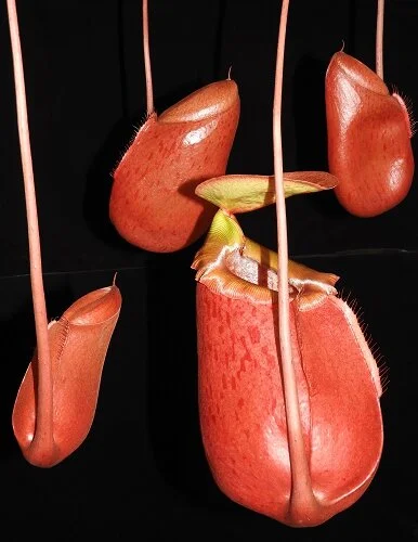 BE-3542n representative lower pitchers.JPG