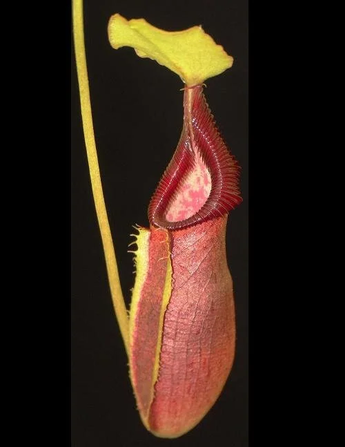 BE-3882a lower pitcher.JPG