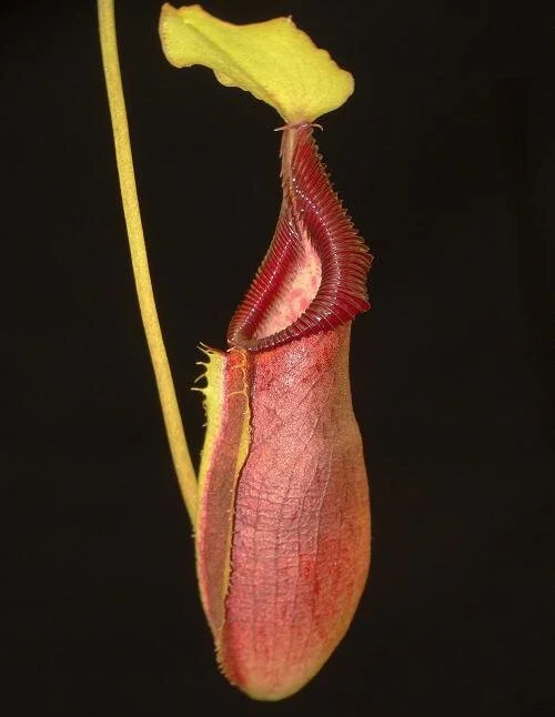 BE-3882b lower pitcher (1).JPG