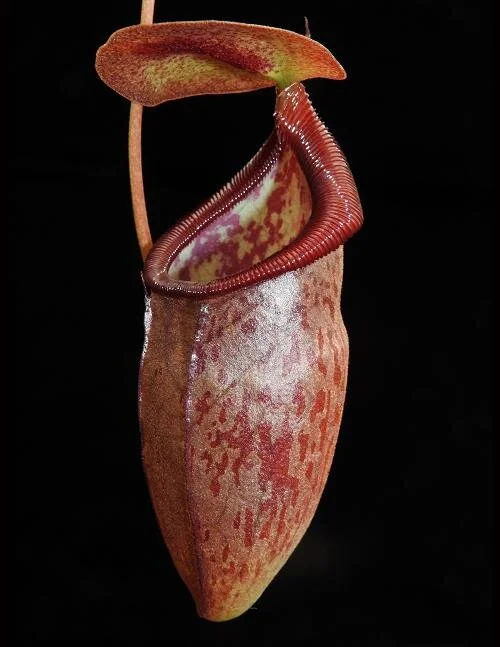 BE-3988a intermediate pitcher.JPG